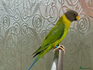 Parrots birds Tame plum head parrot for sale - Advert 5