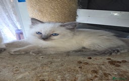 Ragdoll cats for sale: 3 beautiful girls left - Image 5