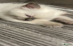Ragdoll cats for sale: Blupoint Ragdoll - Image 3