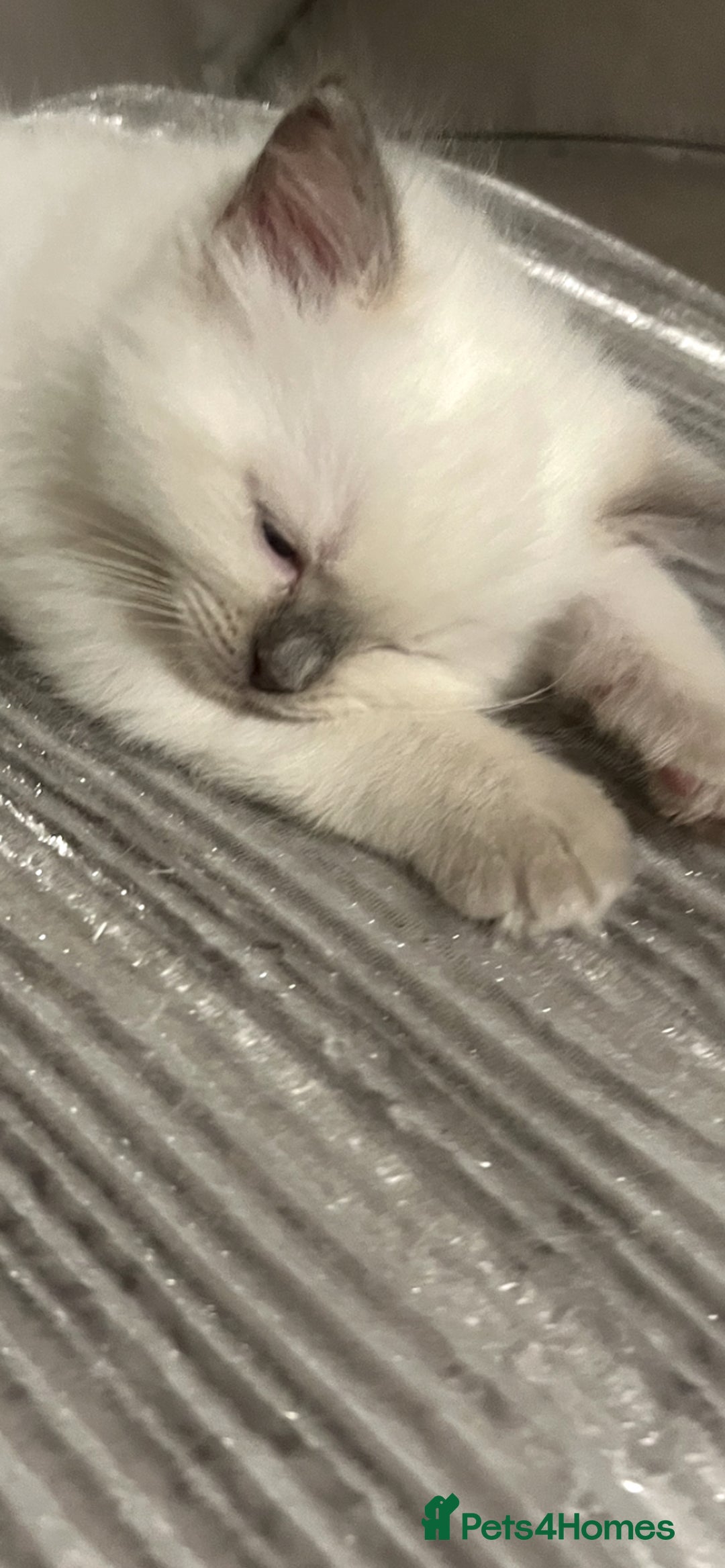 Ragdoll cats for sale: Blupoint Ragdoll - Image 3