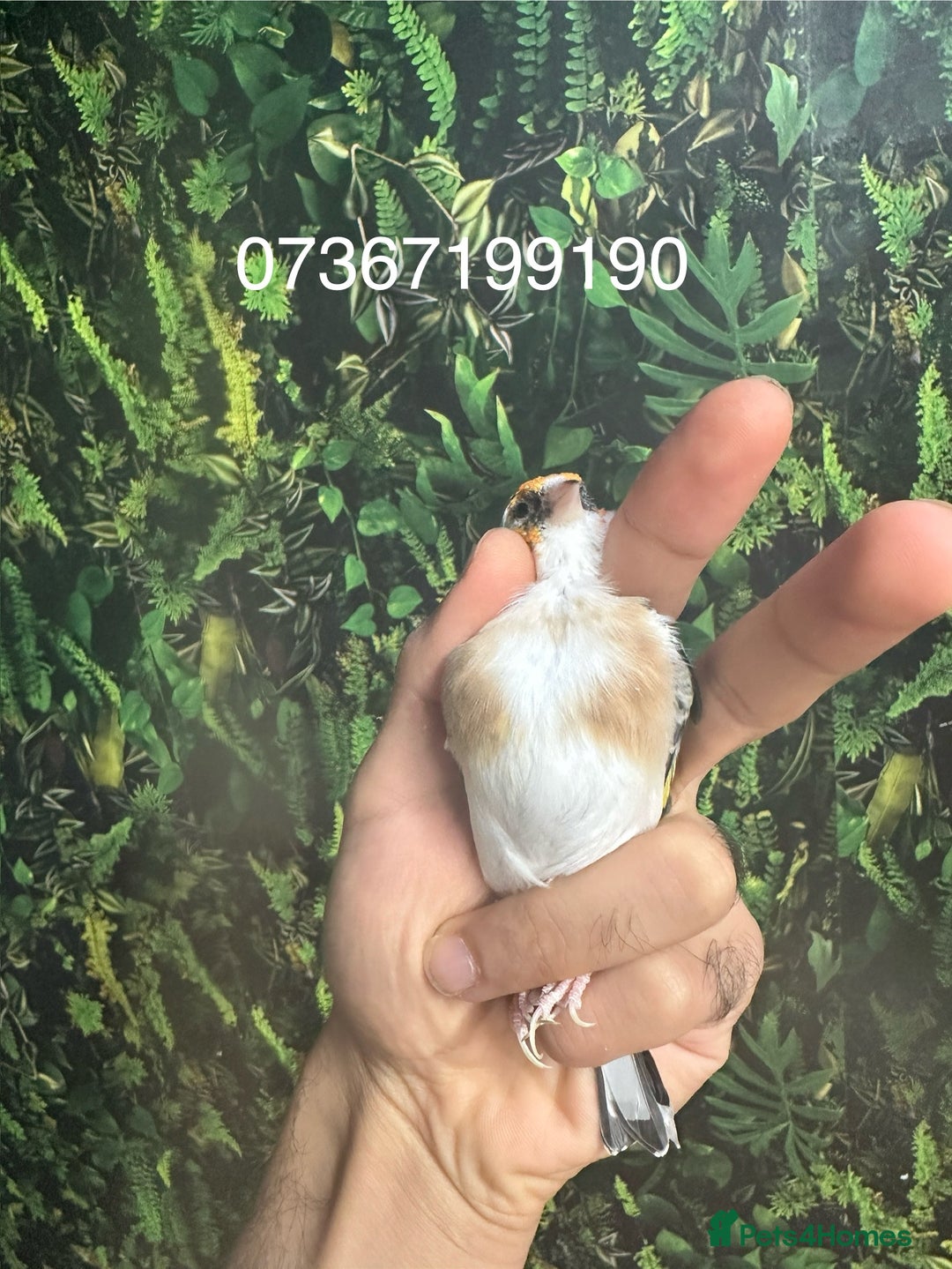 Finches birds for sale: Goldfinch for sale  - Image 17