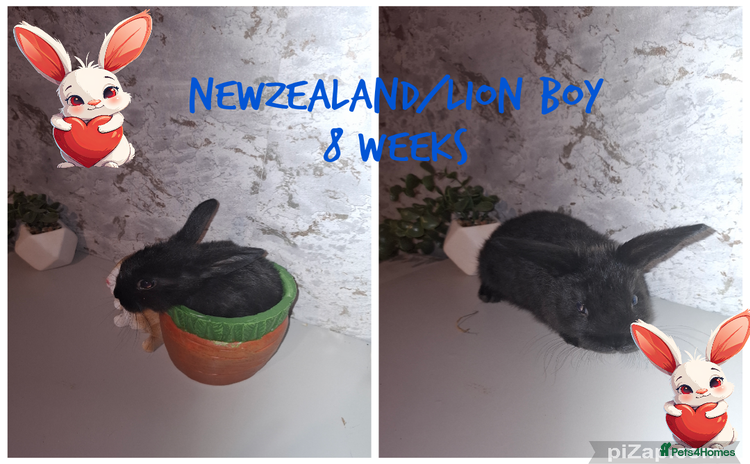 Mixed Breed rabbits - Advert 5