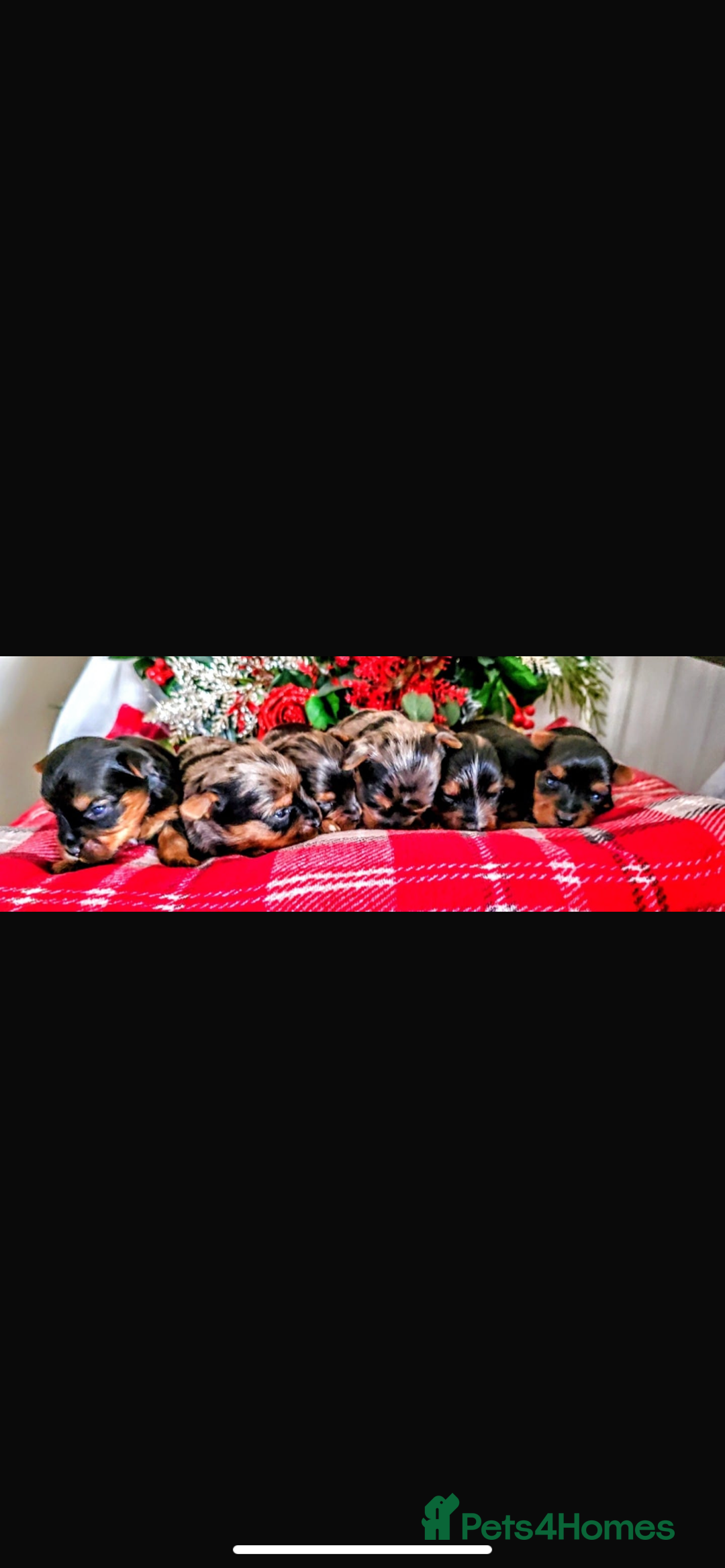 Yorkshire Terrier dogs for sale: Stunning rare coloured merle yokies. - Advert 9