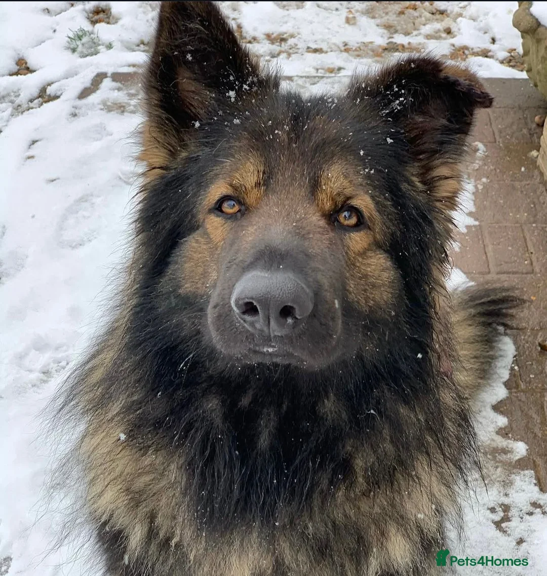 German Shepherd dogs for stud: Chase,  KC Registered German Shepard  in Diss - Advert 2