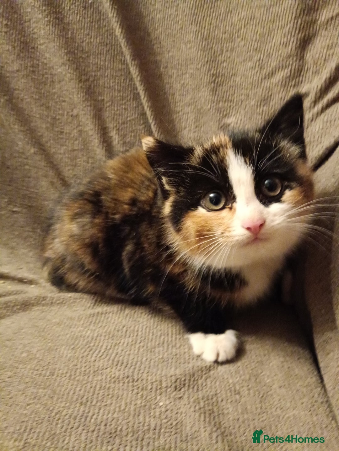 Mixed Breed cats for sale: 3 male ginger and 3 female Tortie kittens - Advert 10