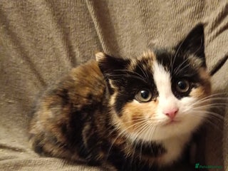 Mixed Breed cats 3 male ginger and 3 female Tortie kittens - Advert 13