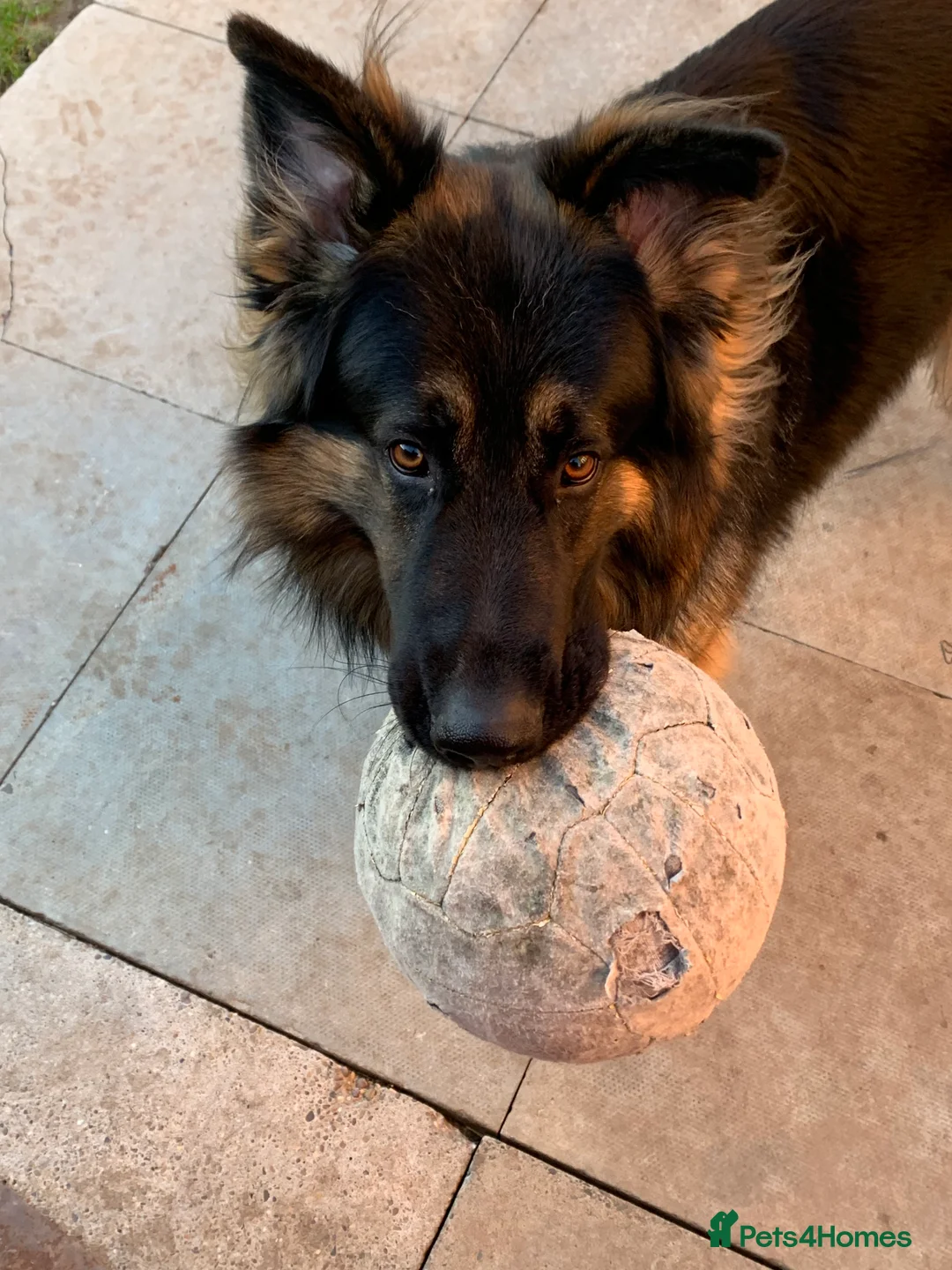 German Shepherd dogs for stud: German shepherd FOR STUD fee to be negotiated in Newark - Advert 7