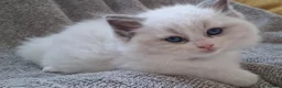 Ragdoll cats for sale: 💙 GCCF Ragdoll Kittens – 4 Girls & 3 Boys 💙 - Advert 13