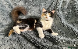 Mixed Breed cats for sale: 5 gorgeous kittens ready for their forever homes - Image 7