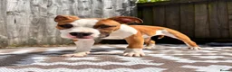 American Bulldog dogs for sale: American Bulldog male 6 month puppy in Tonypandy - Advert 8