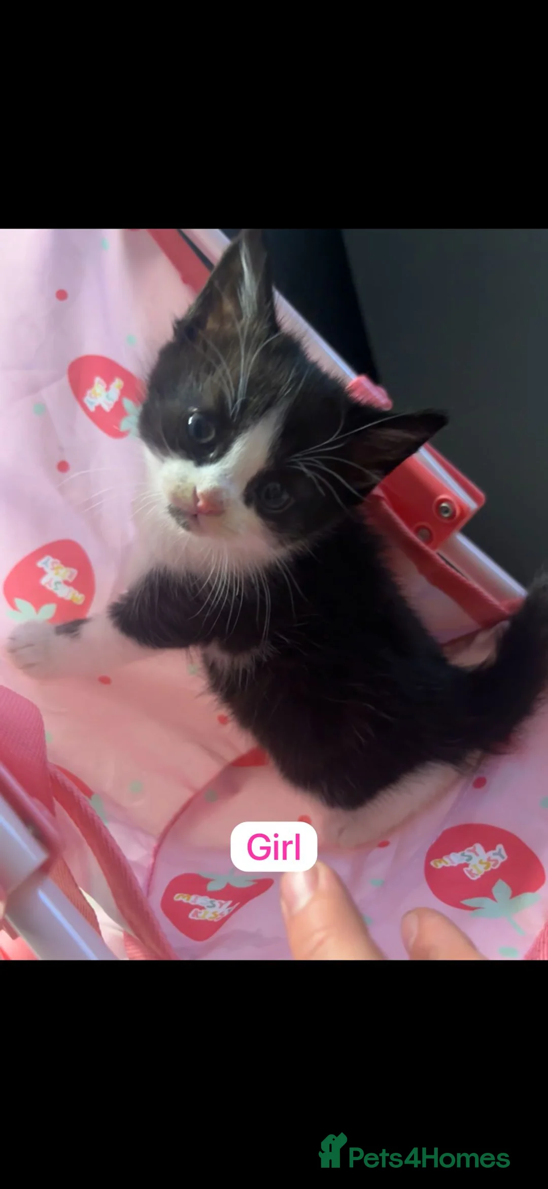Mixed Breed cats for sale: Mixed breed Siamese kittens 2 boys 3 girls - Advert 1