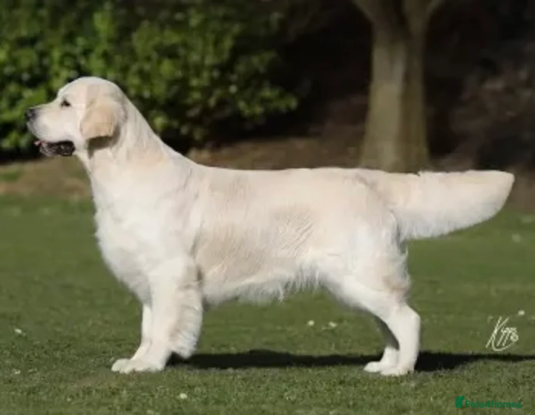 Golden Retriever dogs for sale: Show champ sired KC reg Golden RetrieverPuppies  - Advert 4