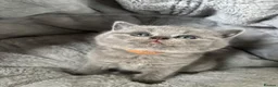 British Shorthair cats for sale: Lovely British shorthair kittens  - Advert 7