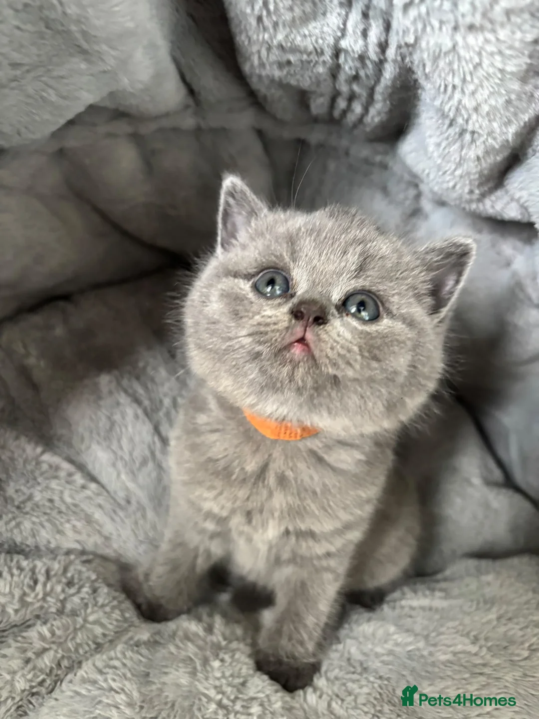 British Shorthair cats for sale: Lovely British shorthair kittens  - Advert 7