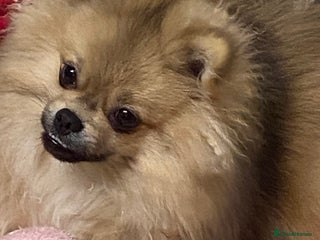 Pomeranian dogs in Tipton - Advert 32