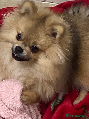 Pomeranian dogs in Tipton - Advert 12