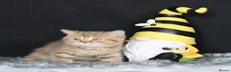 British Longhair cats for sale: Register Golden British Longhair/Shorthaired  - Advert 7