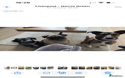 Mixed Breed dogs for sale: Pepper  - Advert 6