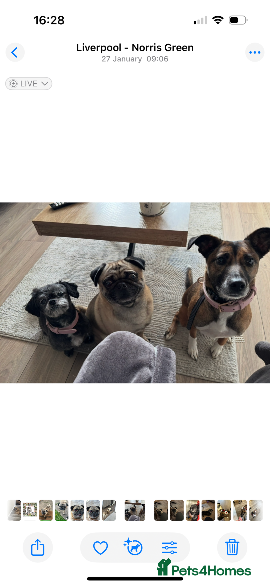 Mixed Breed dogs for sale: Pepper  - Advert 6