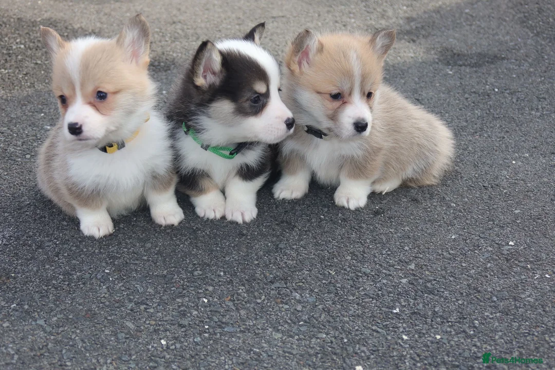 Welsh Corgi Pembroke dogs for sale: 2 girls/1 boy available! Kc Pembroke corgi puppies - Advert 2