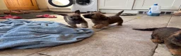 Mixed Breed dogs for sale: F1 Cairndoodle Puppies  - Advert 20
