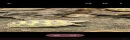 Tortoise reptiles for sale: Baby Horsfield tortoises  - Advert 6