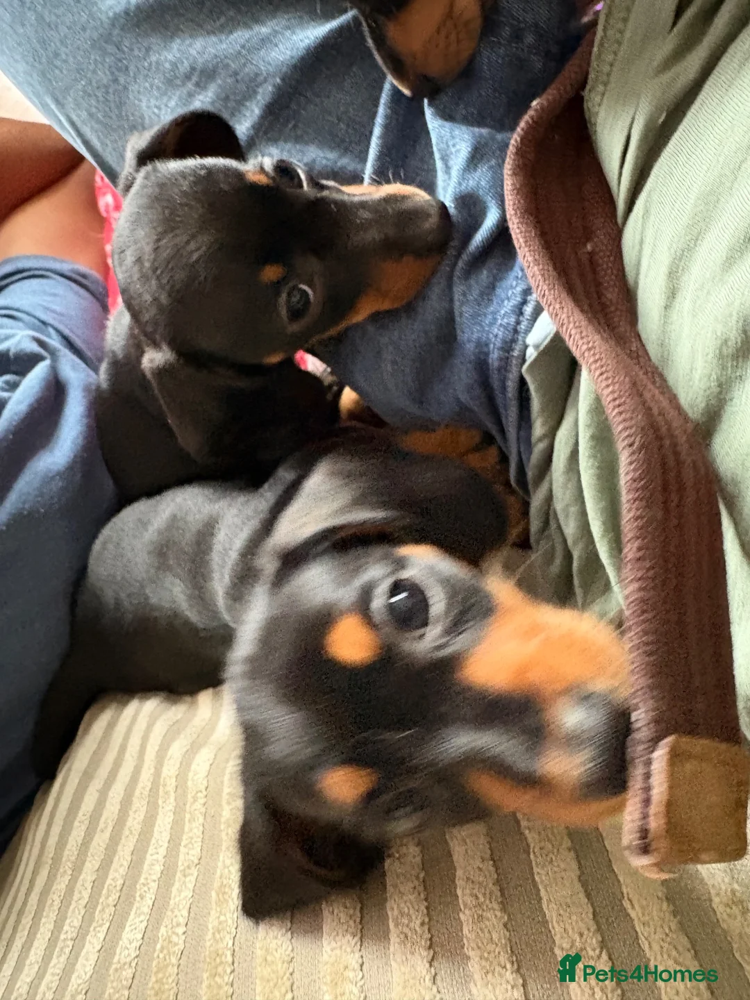 Miniature Dachshund dogs for sale: Miniature Smooth Dachshund's  - Advert 8