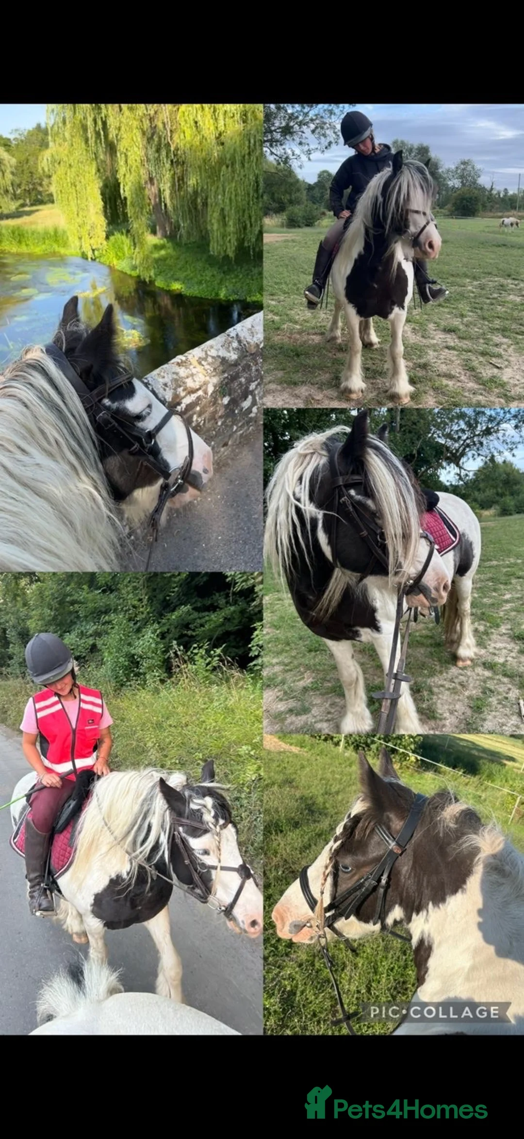 Irish Cob horses for sale: Little Dude - 11.2hh - all rounder  in Faversham - Advert 8