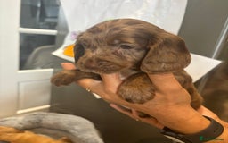 Cocker Spaniel dogs for sale: Cute show type very rare colours dna health tested - Image 22