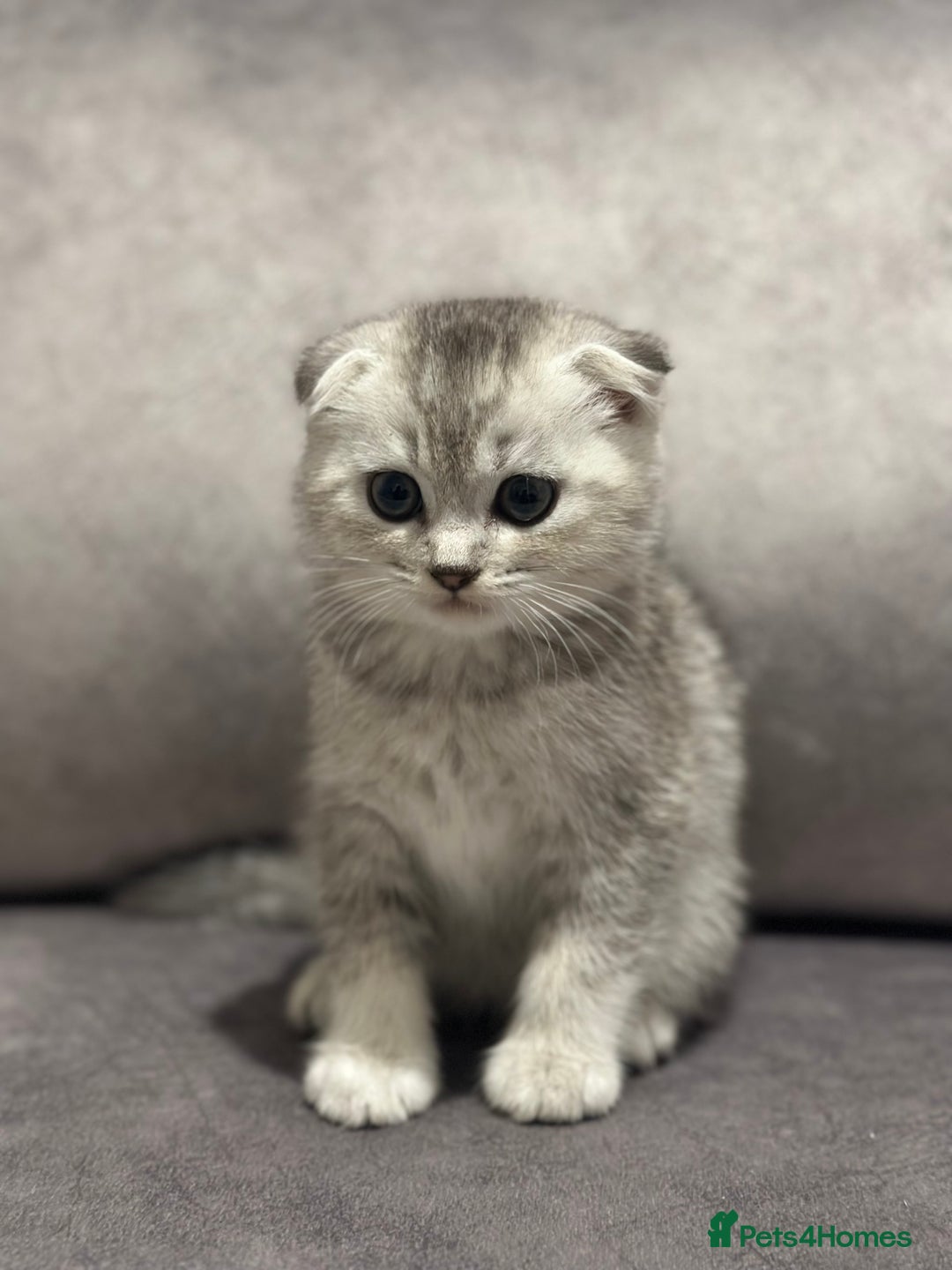 Scottish Fold cats for sale: Beautiful Scottish Fold/British Shorthair Kittens - Advert 6