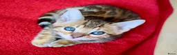 Bengal cats for sale: Beautiful Bengal kitten, one girl available - Advert 2