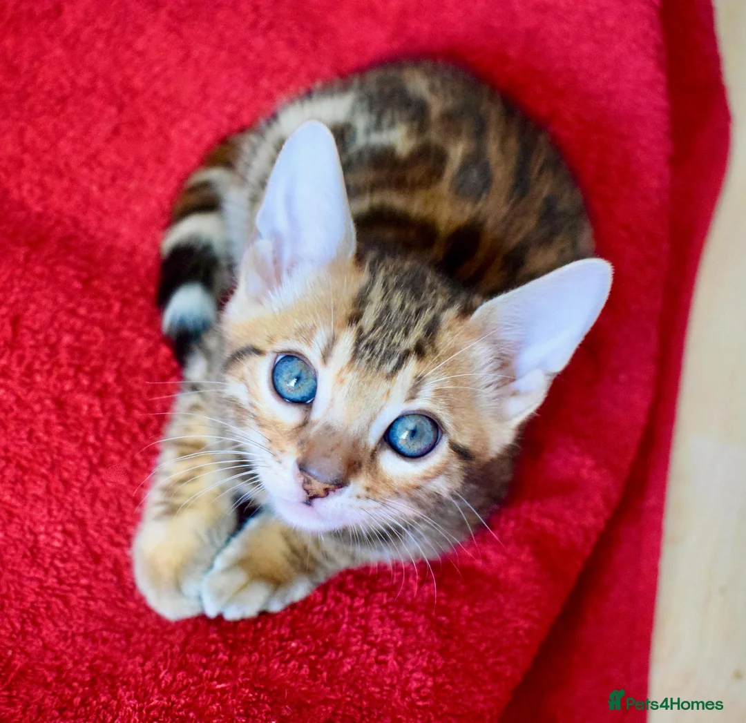 Bengal cats for sale: Beautiful Bengal kitten, one girl available - Advert 2