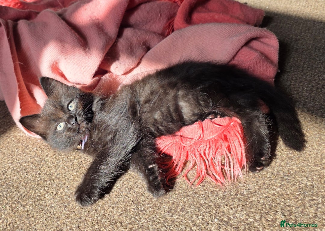Ragdoll cats for sale: Ragdoll dad Persian cross mum - Image 1