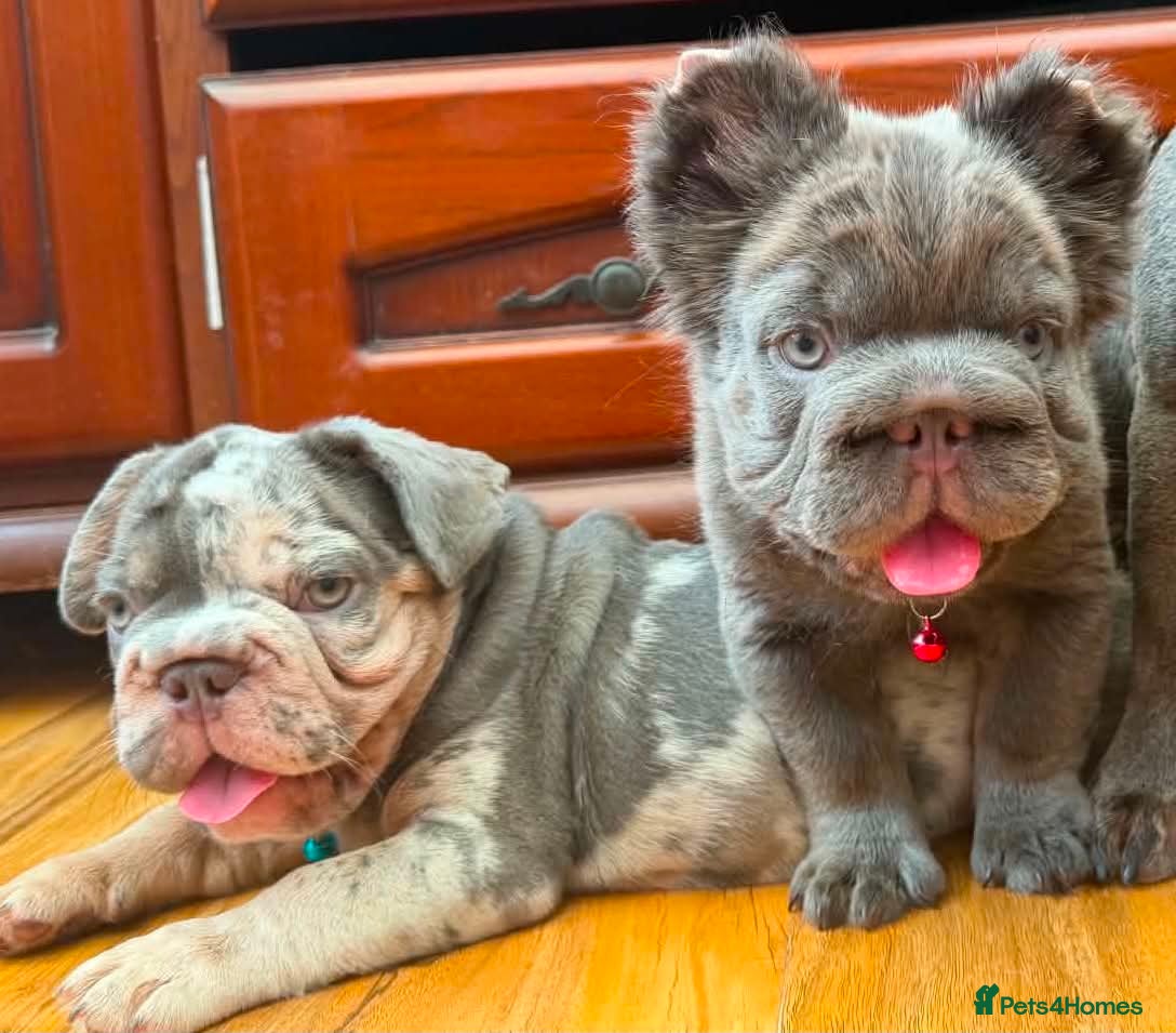 French Bulldog dogs French Bulldogs - Advert 18