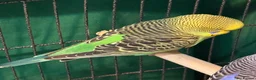 Budgerigars birds for sale: 8 week old baby budgies available in Runcorn - Advert 25