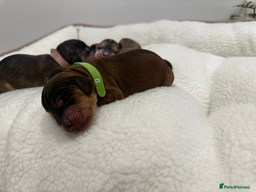 Cockapoo dogs for sale: 🌟 Premium F1 Miniature Cockapoo Puppies 🌟 - Advert 8