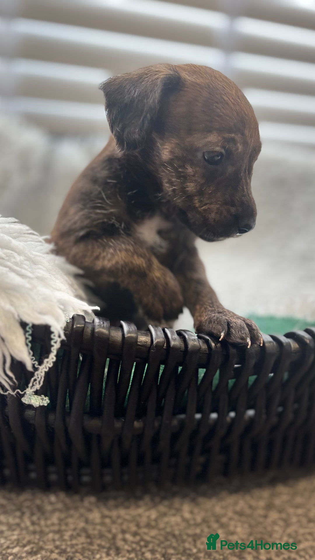 Mixed Breed dogs for sale: Cockapoo X pattadale pups  - Image 5