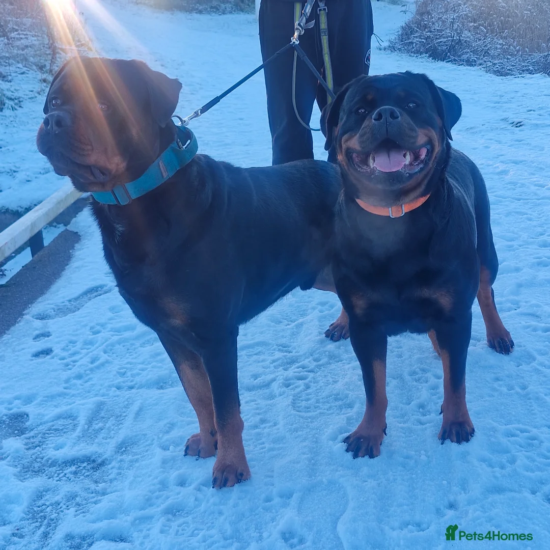 Rottweiler dogs for sale: LEGACY'S IN THE MAKING!! REX & MAGIC - Advert 12