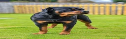 Rottweiler dogs for sale: Beautiful Adult  Rottweiler- Tilly 🐾🐾🐾 - Advert 2