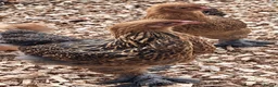 Chickens poultry for sale: Brahma Pullets  - Advert 3