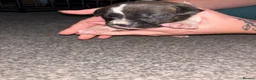 Mixed Breed dogs for sale: American staffie x Akita puppies - Advert 9
