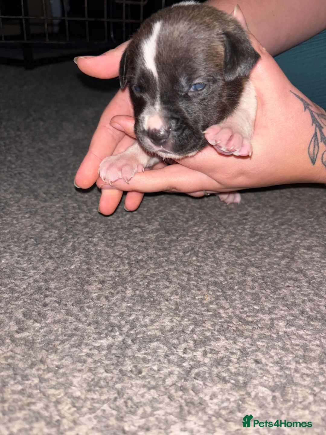 Mixed Breed dogs for sale: American staffie x Akita puppies - Advert 9
