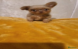 Chihuahua dogs for sale: Beautiful Long-Haired Chihuahua Puppies - Advert 12