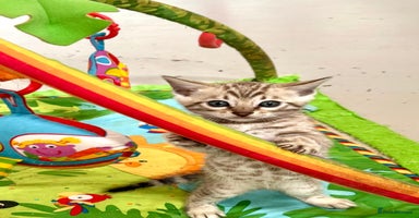 Bengal cats - Advert 1