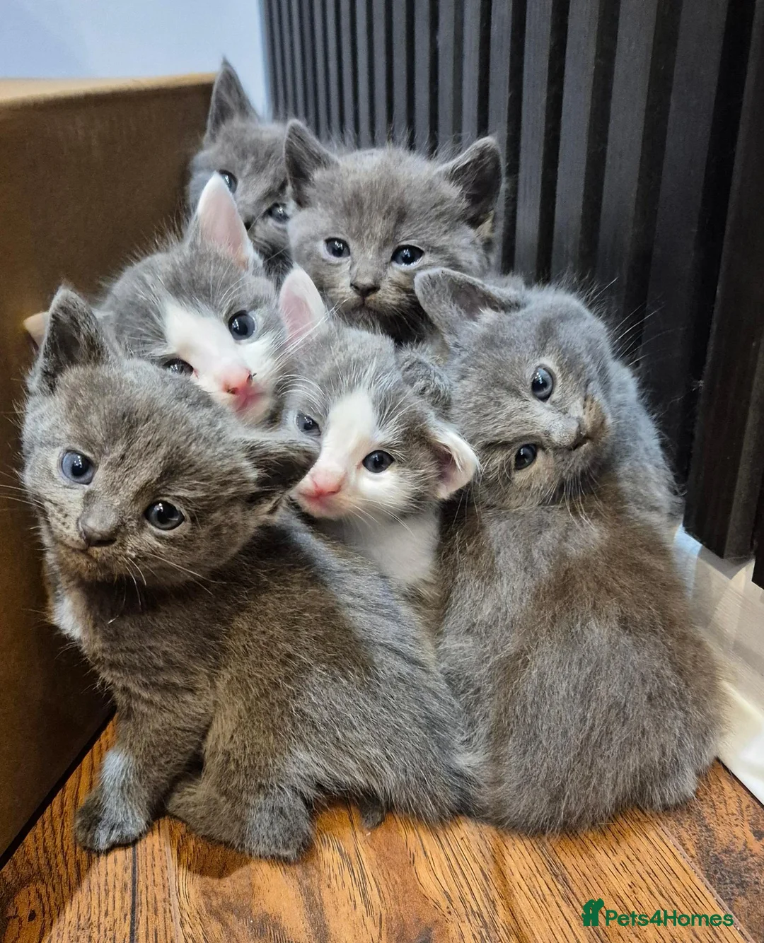 Mixed Breed cats for sale:  Playful & Affectionate Ragdoll Cross Kittens - Advert 1