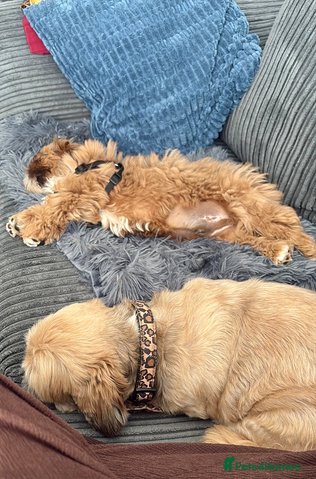 Shih Tzu dogs for sale: Gorgeous chocolate boy needing new loving home  - Image 5