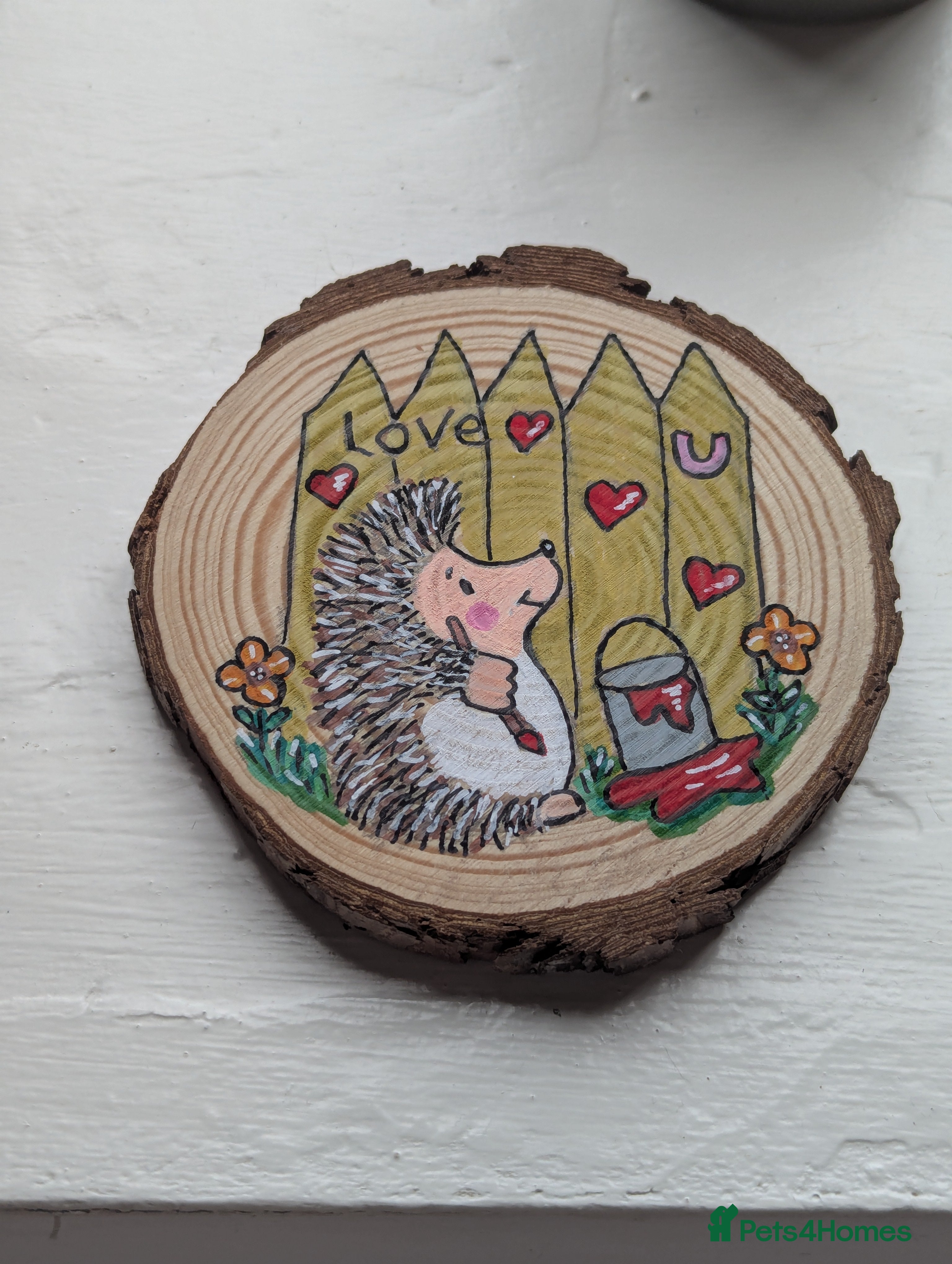 Pygmy Hedgehog rodents Beautiful Hoglets Ready for 5* Homes - Advert 1