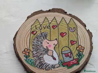 Pygmy Hedgehog rodents Beautiful Hoglets Ready for 5* Homes - Advert 1