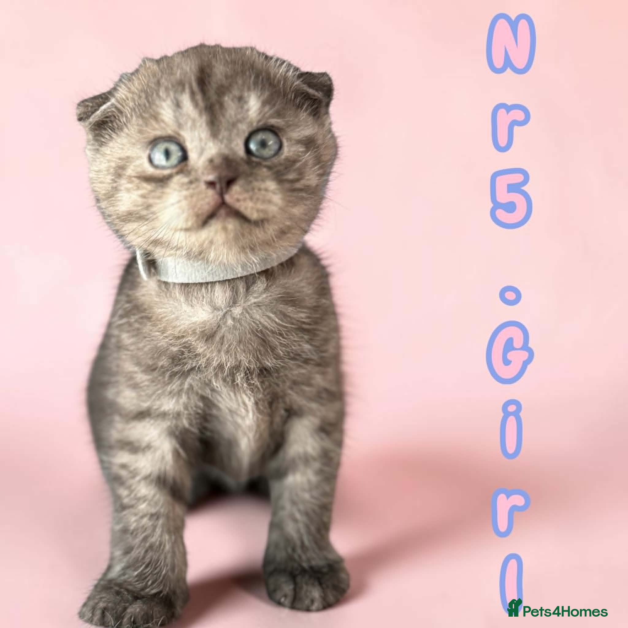 Scottish Fold Kitten 5