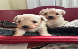 Mixed Breed dogs for sale: Gorgeous Bichon Frise x Maltese Puppies - Image 14
